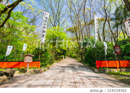 春の京都　下鴨神社　表参道 124339302
