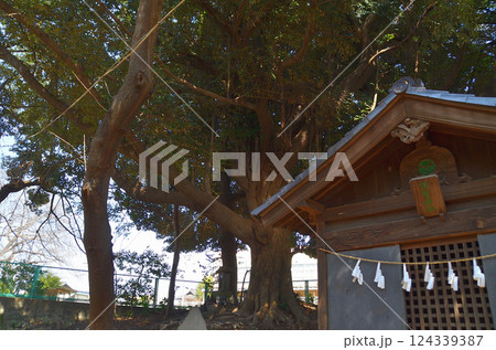 埼玉県鴻巣市滝馬室の氷川神社　拝殿横の大木のスダジイ 124339387