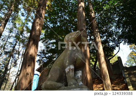 埼玉県鴻巣市滝馬室の氷川神社 拝殿横の大木のスダジイ 埼玉県鴻巣市滝馬室の氷川神社 拝殿横の大木のスダジイ 124339388