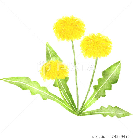 水彩で描いたたんぽぽのイラスト 124339450