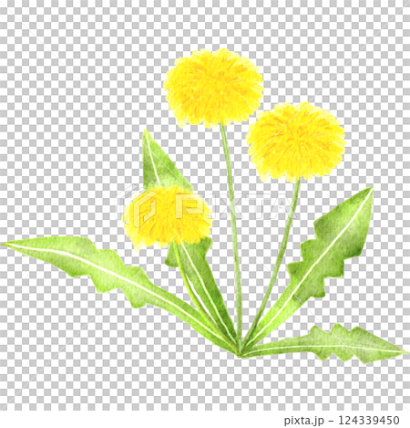 水彩で描いたたんぽぽのイラスト 124339450