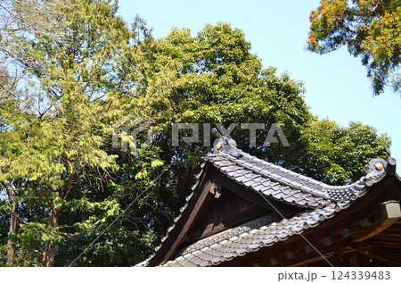 埼玉県鴻巣市滝馬室の氷川神社 拝殿横の大木のスダジイ 埼玉県鴻巣市滝馬室の氷川神社 拝殿横の大木のスダジイ 124339483