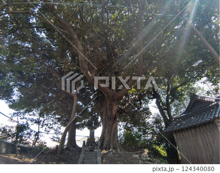 埼玉県鴻巣市滝馬室の氷川神社 拝殿横の大木のスダジイ 埼玉県鴻巣市滝馬室の氷川神社 拝殿横の大木のスダジイ 124340080