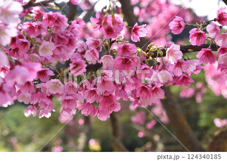 花 フラワー お花 124340185