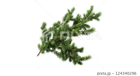 Pine Tree Branch. Evergreen Foliage For Holiday And Nature Themes Isolated On Transparent Background Pine Tree Branch. Evergreen Foliage For Holiday And Nature Themes Isolated On Transparent Background 124340296