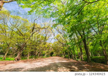 春の京都 下鴨神社 糺の森 春の京都 下鴨神社 糺の森 124340423