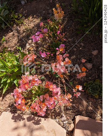 Lewisia Cotyledon in Full Bloom with Vibrant Pink and Orange Flowers 124340428