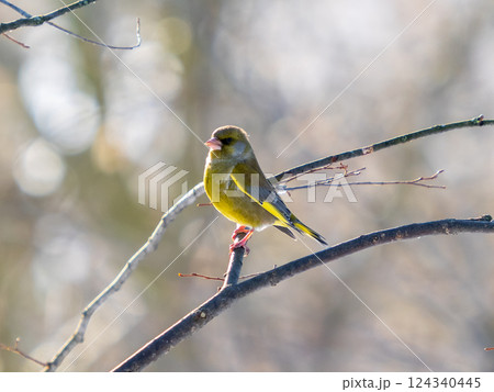Portrait of European greenfinch or Chloris chloris bird sitting on tree branch. European greenfinch or Chloris chloris common greenfinch songbird. Birdwatching concept Portrait of European greenfinch or Chloris chloris bird sitting on tree branch. European greenfinch or Chloris chloris common greenfinch songbird. Birdwatching concept 124340445