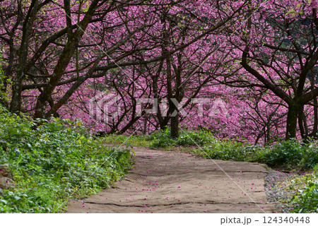 桜 さくら サクラ 124340448