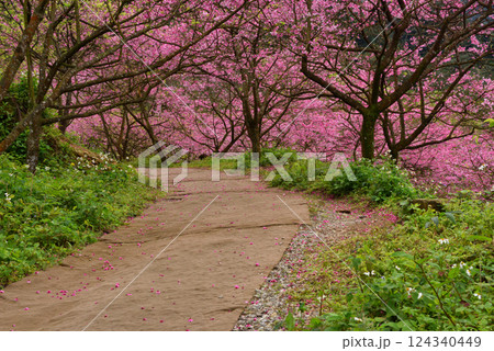 桜 さくら サクラ 124340449