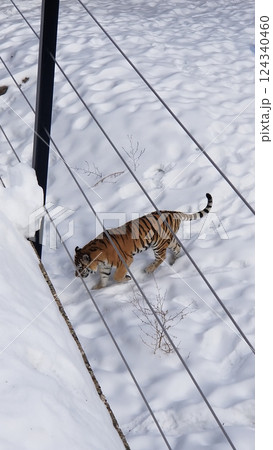 Tiger Walking Through Snow in a Controlled Habitat at a Wildlife Sanctuary 124340460
