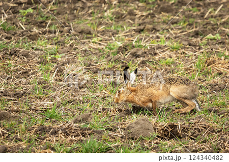 Camouflaged hare in a field Camouflaged hare in a field 124340482