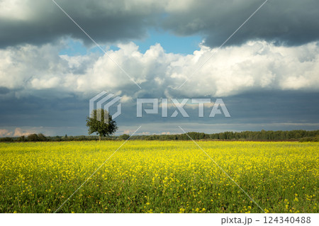 A single tree growing in a rapeseed field and a cloudy summer sky 124340488