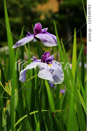 初夏に咲いた菖蒲 初夏に咲いた菖蒲 124340765