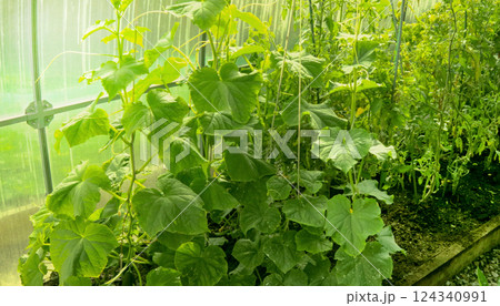 close-up of a cucumber plant growing in a greenhouse with stems tied with strings close-up of a cucumber plant growing in a greenhouse with stems tied with strings 124340991