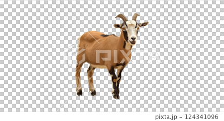 Goat Standing. Livestock And Agriculture Concept Isolated On Transparent Background 124341096