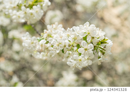 spring flower blossom, macro. spring blossom flower on branch. photo of spring blossom flower spring flower blossom, macro. spring blossom flower on branch. photo of spring blossom flower 124341328