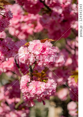 japanese spring sakura blooming on branch. photo of spring sakura bloom. spring sakura flower. japanese spring sakura blooming on branch. photo of spring sakura bloom. spring sakura flower. 124341343