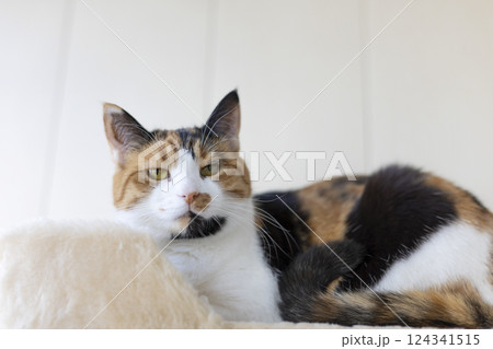 Beautiful domestic tricolor cat with yellow (amber) lies on the cat play complex indoors and looking at the camera. Selective focus, close-up. 124341515