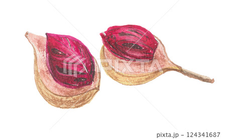 水彩で描いたナツメグ 124341687