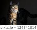 a beautiful striped cat with green eyes, on which a ray of sun falls, looks into the distance 124341814