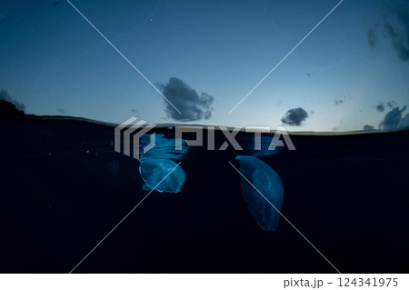 ミズクラゲ　小笠原　東京都 124341975