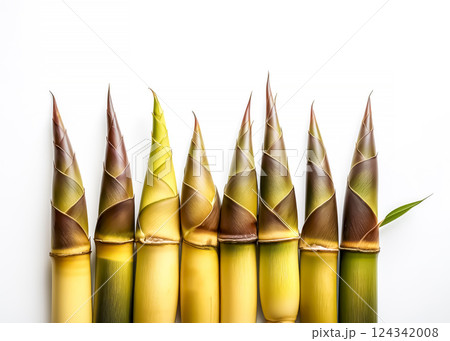 タケノコのイメージ素材 タケノコのイメージ素材 124342008