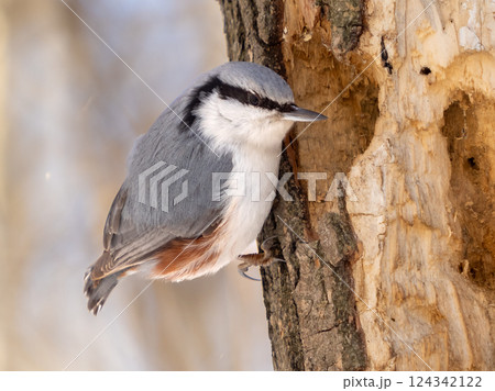 Close-up portrait of Nuthatch perched or Sitta europaea on tree trunk in winter park Close-up portrait of Nuthatch perched or Sitta europaea on tree trunk in winter park 124342122