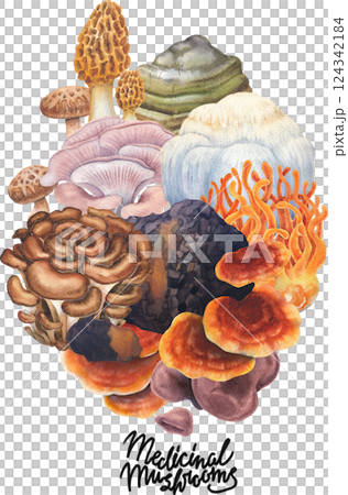 Realistic watercolor medicinal mushrooms isolated on a white background 124342184
