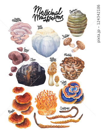 Realistic watercolor collection of medicinal mushrooms isolated on a white background Realistic watercolor collection of medicinal mushrooms isolated on a white background 124342186