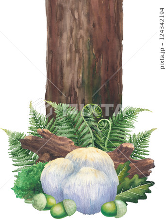 Watercolor Lion's Mane mushroom surrounded with a log, moss, oak and fern leaves, acorns. Watercolor Lion's Mane mushroom surrounded with a log, moss, oak and fern leaves, acorns. 124342194