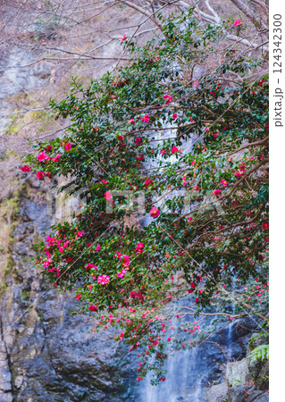 [箕面の滝]冬シーズンの景色 124342300