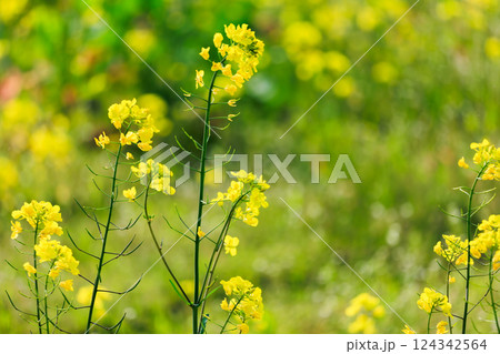 菜の花 124342564