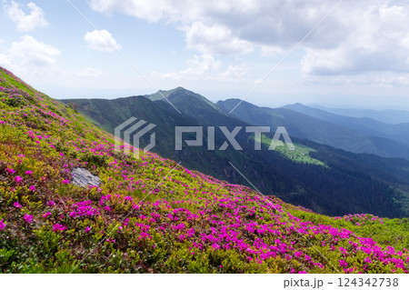 Breathtaking summer landscape with vibrant pink rhododendron flowers 124342738