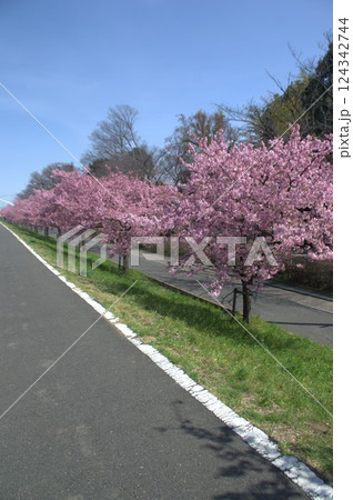 桜並木 124342744