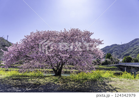 南伊豆町の河津桜 南伊豆町の河津桜 124342979