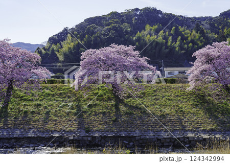 南伊豆町の河津桜 124342994