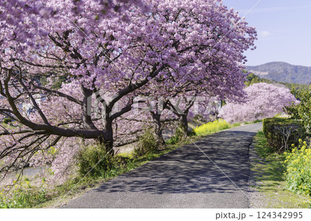 南伊豆町の河津桜 124342995