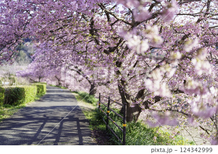 南伊豆町の河津桜 124342999