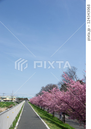 江川沿いのさくら並木 124343068