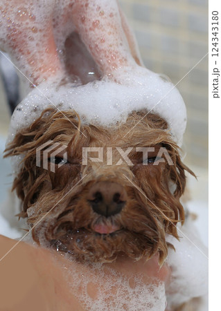 トリミングサロンでシャンプーされるトイ・プードル 124343180
