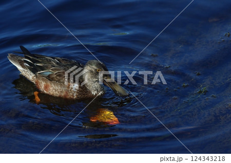 ハシビロガモ 124343218