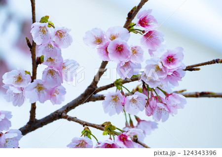 開花したばかりの桜 開花したばかりの桜 124343396