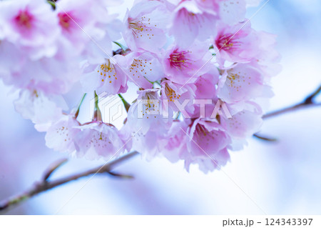 開花したばかりの桜 124343397