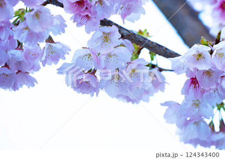 開花したばかりの桜 開花したばかりの桜 124343400