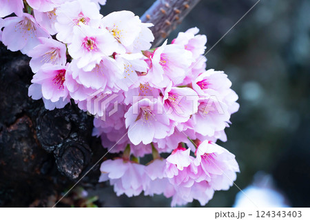 開花したばかりの桜 124343403
