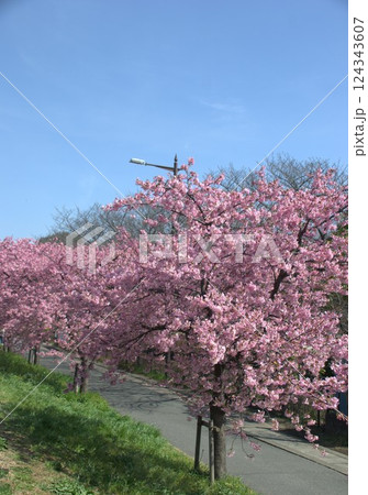 江川沿いの桜 124343607