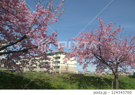 江川沿いの桜 江川沿いの桜 124343700