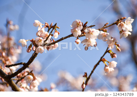 早春のピンクの寒桜 早春のピンクの寒桜 124343789