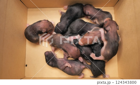 Little recently born hamsters in a cardboard box. 124343800